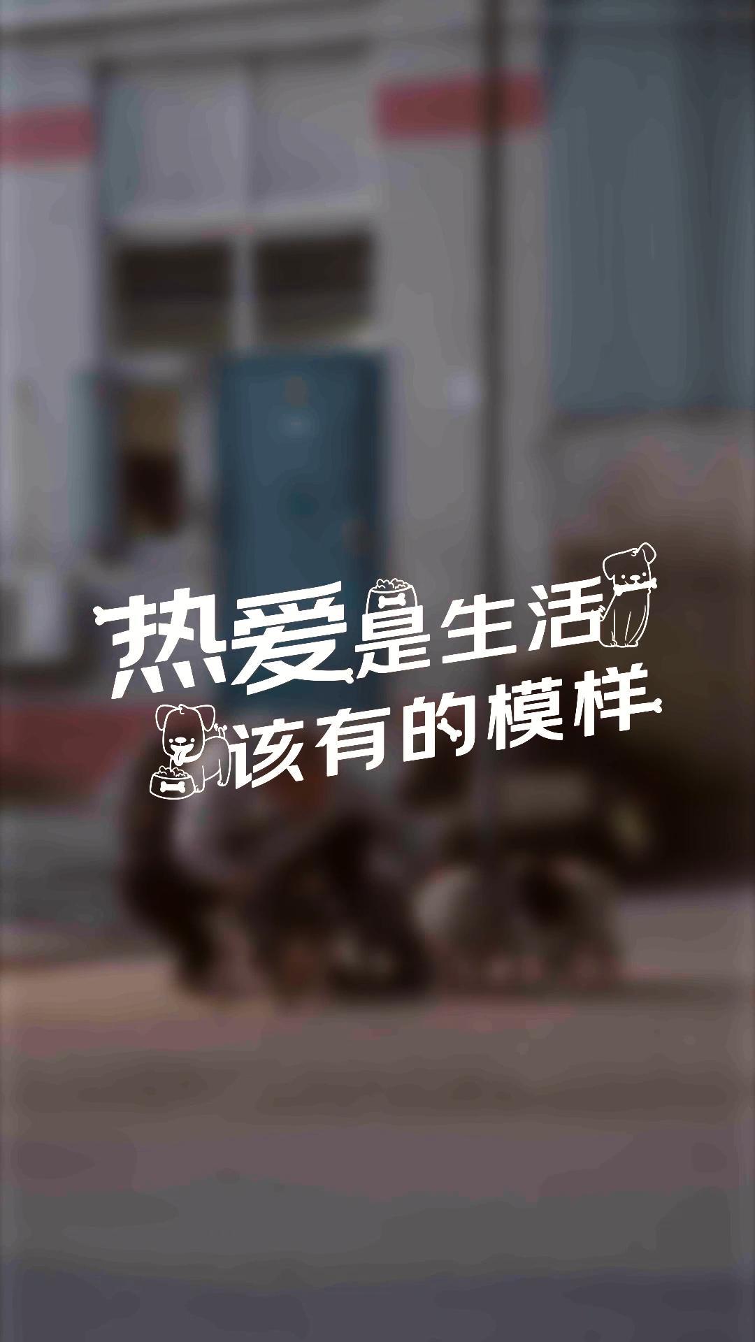 京东集团 毛孩子的双十一案例封面